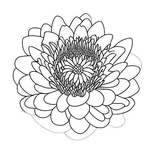 Water Lilly And Chrysanthemum