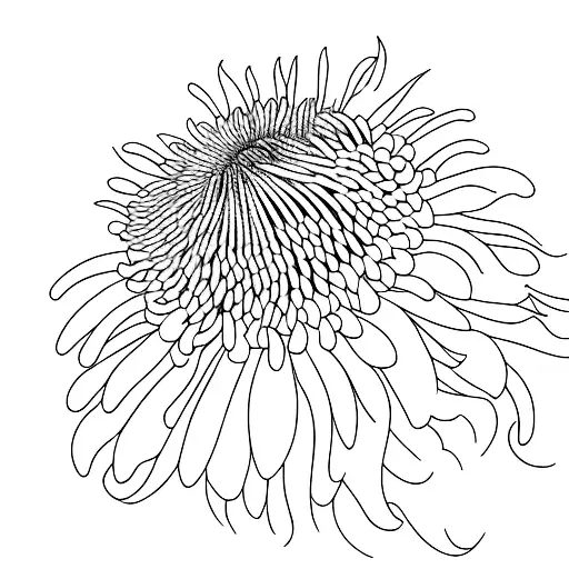 Chrysanthemum With The Word Fiore Elise