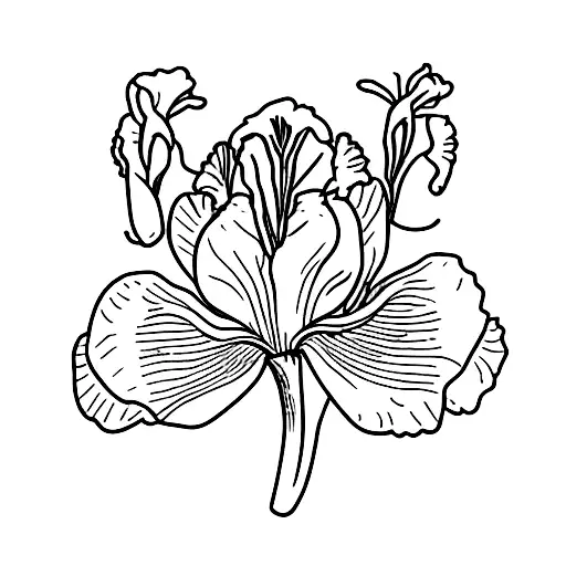 Iris Flower Hip