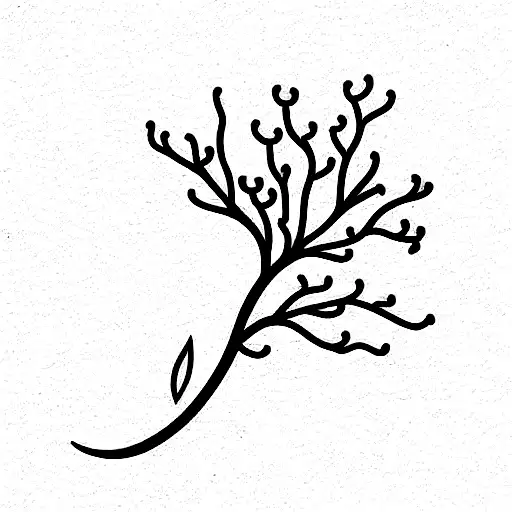 Star Cherry Blossom Ocean Nature