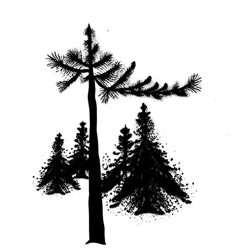 Pine Tree With The Name Oren