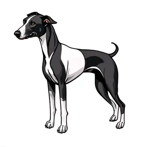 3 Legged Black Greyhound With White Chest And Grey Face Called Craig