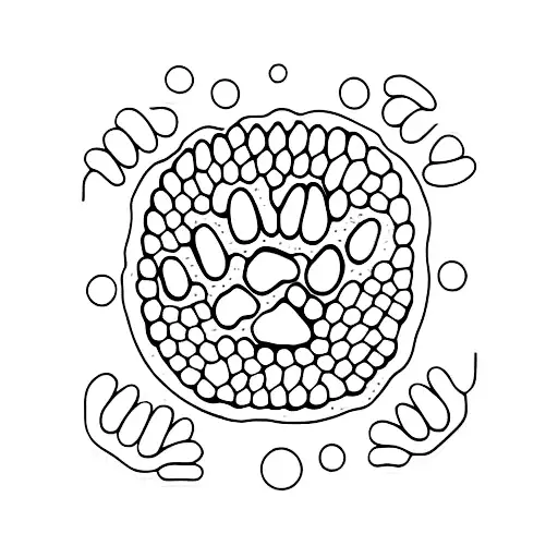 Dog Paw Shaped Cookie With A Pink Collar