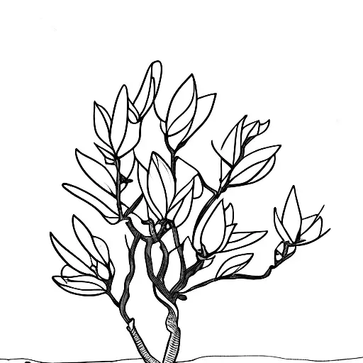 Simplistic Magnolia Tree Branch With A Couple Buds