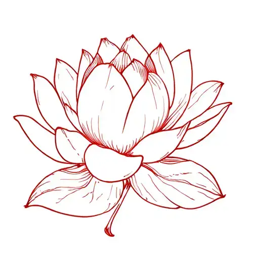 Grown Lotus Flower Blooming Red Ink