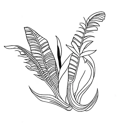 Mexican Bird Of Paradise Flowers Surrounded By Foliage