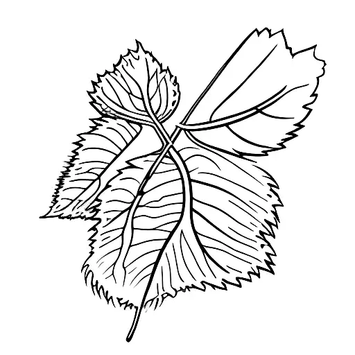 Monesterra Leaf And Kid