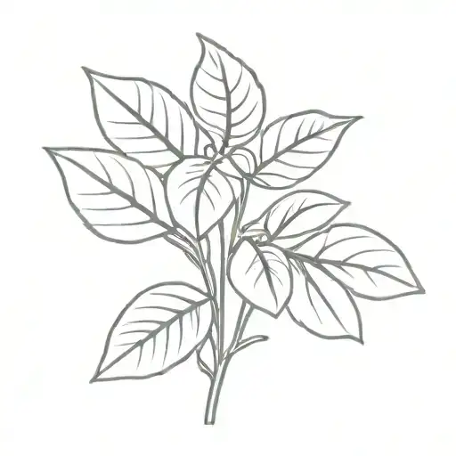 Coffee Plant
