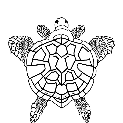 Turtle Marine