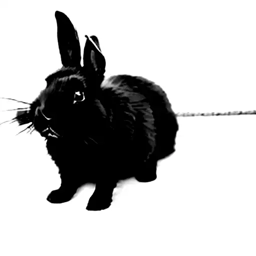 A Black Rabbit On A Leash