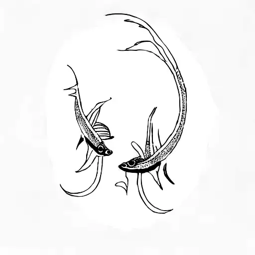 Two Betta Fish On A Black Background