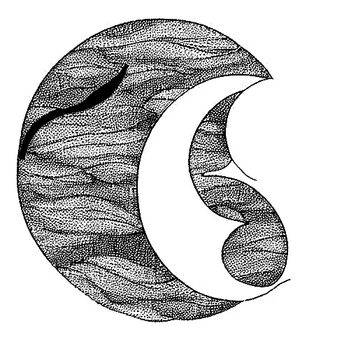 Water Lily With A Crescent Moon