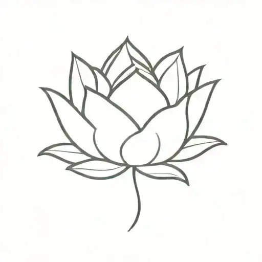 Lotus Flower Blooming