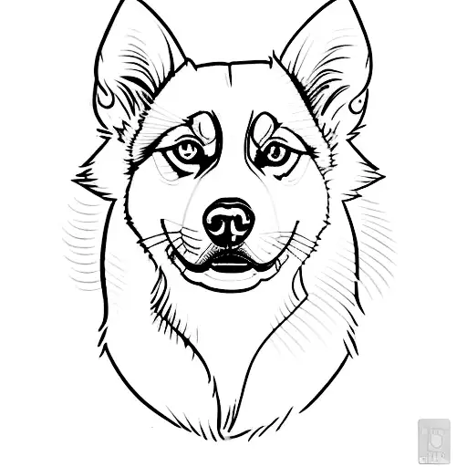 Half Husky Half Mini Pinscher