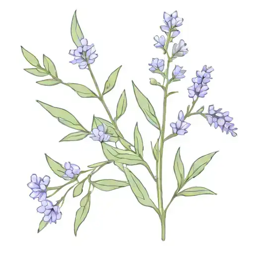 A Tattoo Design Featuring A Lavender Plant Intertwined With Cooking Herbs