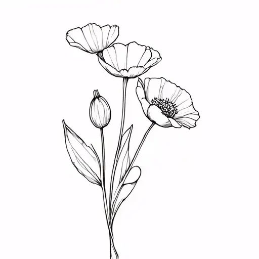 Fine Line Poppy And Narcisuss Flowers