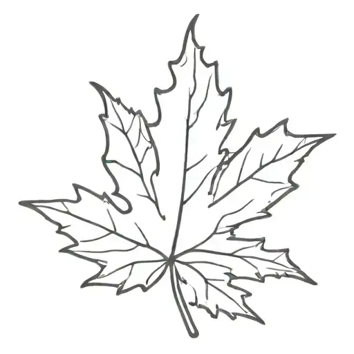 Maple Leaf Drawing