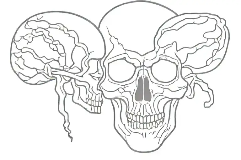 Skull And Brain
