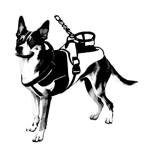 A Dog Wearing A Harness