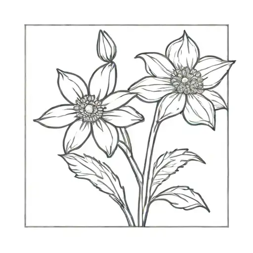 Daisy And Narcissus Flower