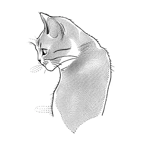 A Cat