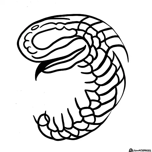 Snake Crowling On Eagle