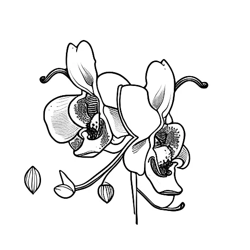 Illustration Of A Orchid In Black And White
