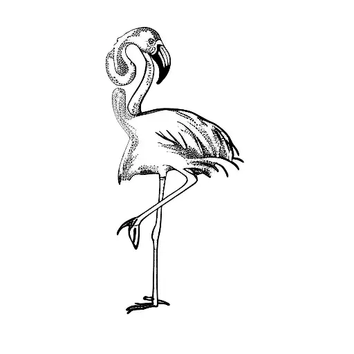 A Flamingo