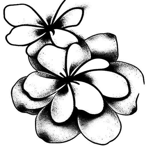 Daisy Rose And Plumeria