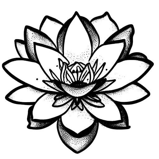 Lotus And Water Lilly
