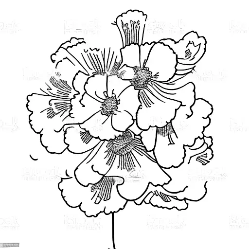 Carnation And Narcissus Birth Flower Combination