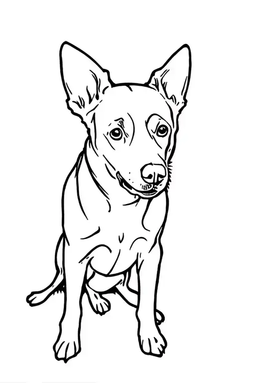 Australian Cattle Dog