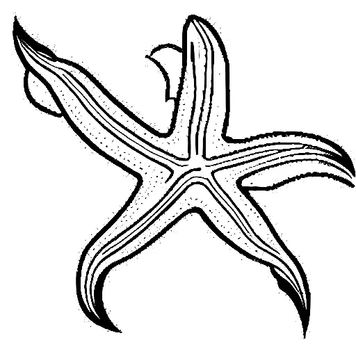 Sea Star With Angel Wings