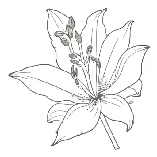 Lily Flower Black Only Outline But Artistic Not Much Detail With Stem