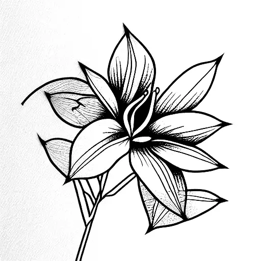 Gymnadenia Nigra Whole Plant