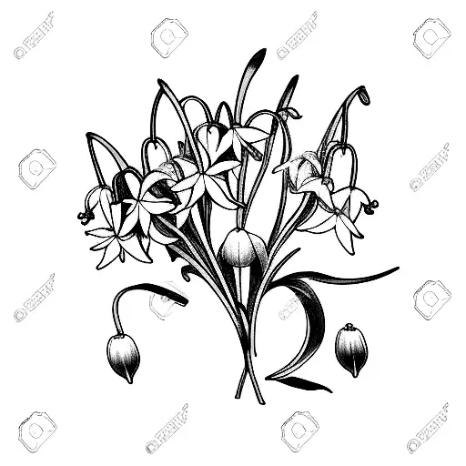 Lily Of The Valley And Snowdrop