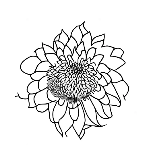 Violet Chrysanthemum Water Lily And Morning Glory