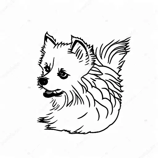German Spitz