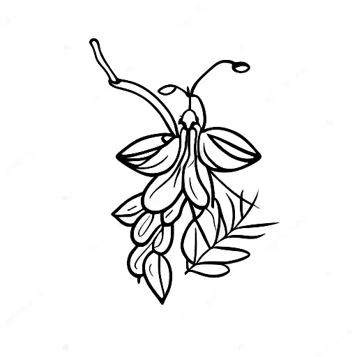 A Firefly Resting On A Honeysuckle Leaf