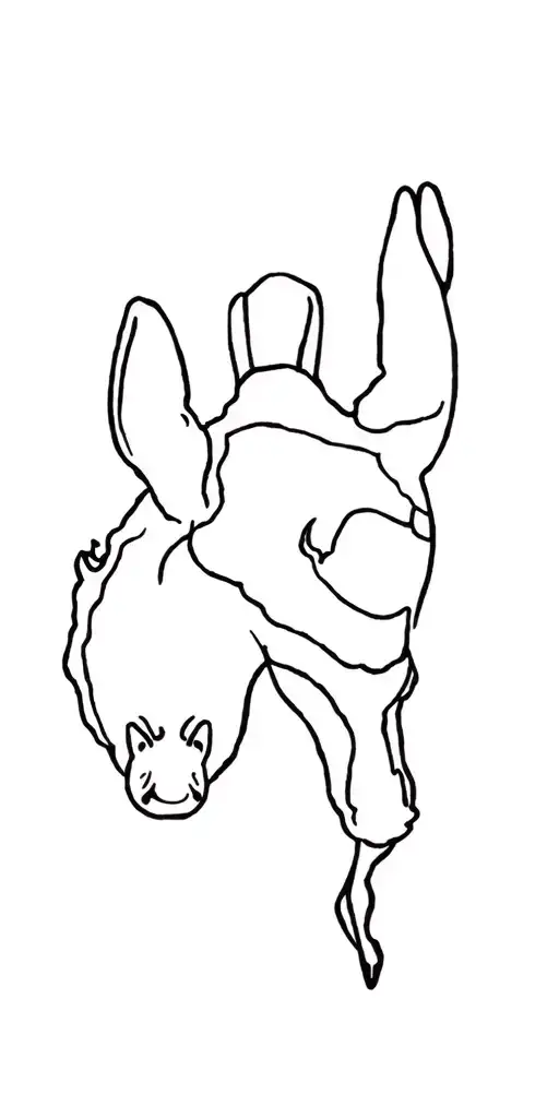 All Australian Animals