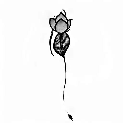 A Lotus Flower And A Feather