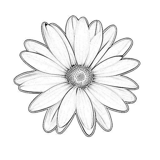 A White African Daisy