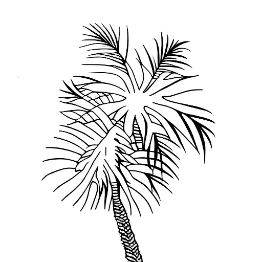 Palm Tree