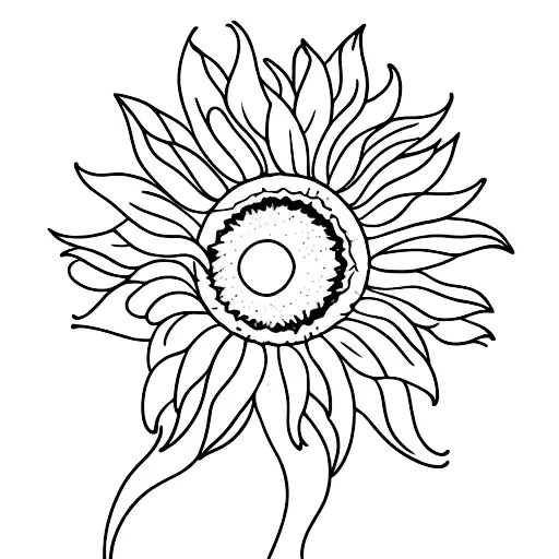 Sun Shining On A Daisy