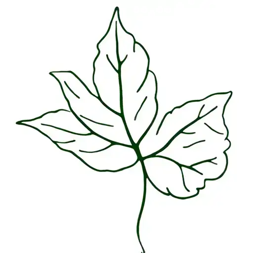 Gincko Biloba Leaf