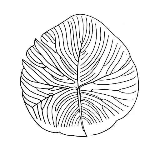 Line Drawing Monsteras