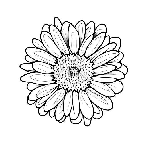 Fine Line Daisy On Stem Sun In Background