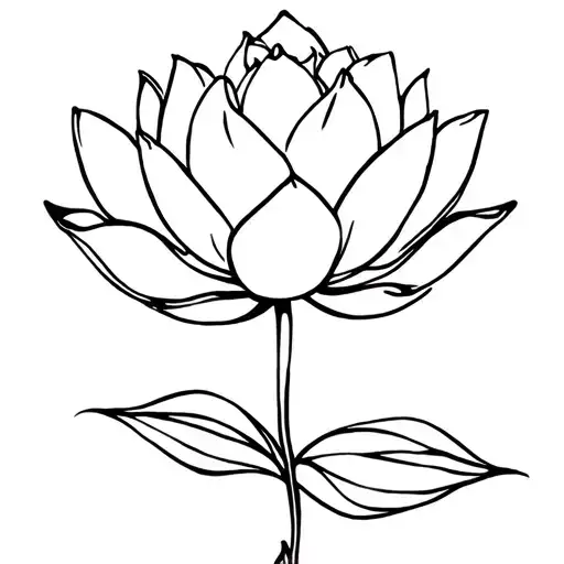 Lotus Flower Blooming With Stem