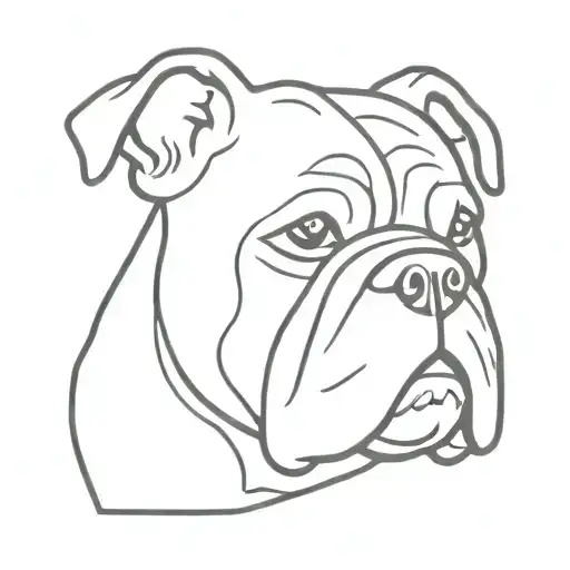 English Bull Dog Breed