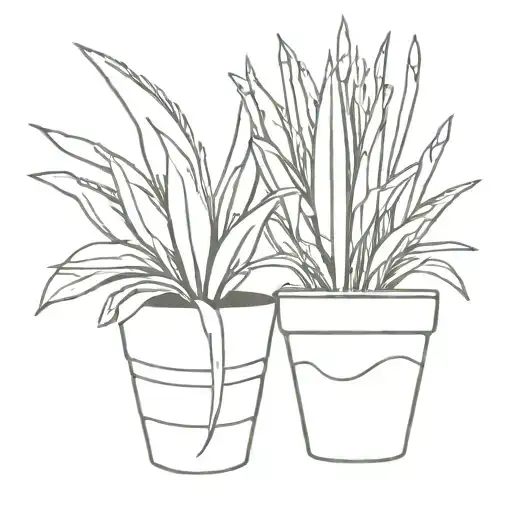 Snake Plant Pot Plant